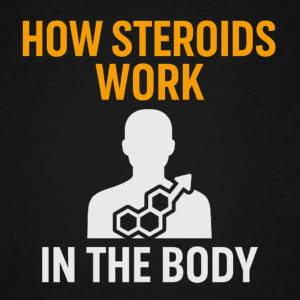 How Steroids Work in the Body (Beginner Awareness Guide)