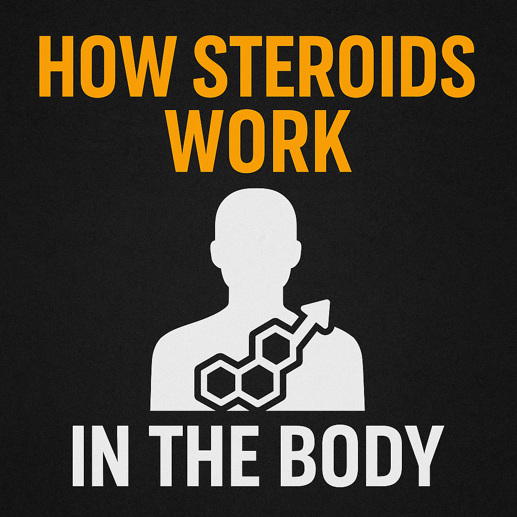 How Steroids Work in the Body (Beginner Awareness Guide)